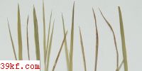  Gymnoconia nelsoni Arth.
