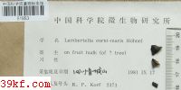  Lambertella corni-maris Hohnel