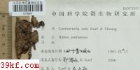  Lambertella rubi Korf & Zhuang