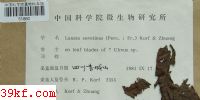  Lanzia serotinus (Pers. : Fr.) Korf & Zhuang