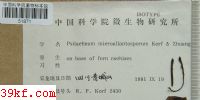  Psilachnum microallantosporum Korf & Zhuang