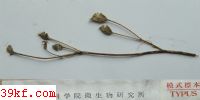 Ustilago ixiolirii L. Guo