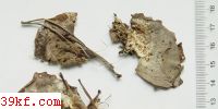 Byssonectria aggregata (Berk. & Br.) Rogers. & Korf