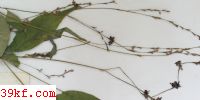  Sphacelotheca hydropiperis (Schum.) de Bary