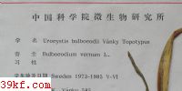  Urocystis bulbocodii Vanky Topotypus