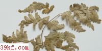  Puccinia impatientis (Schw.) Arth