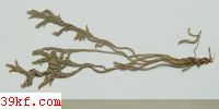 Puccinia physalidis Pedck