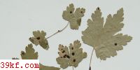  Puccinia physalidis Pedck