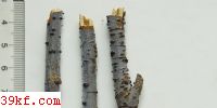  Scleroderris fuliginosa (Fr.) Relm.