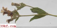  Melanopsichium lychnidis-dioicae (de Candolle ex Liro) Deml & Oberwinkler