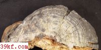  Fomitopsis hainanensis J. D. Zhao