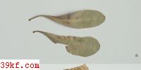  Uromyces fabae (Pers.) DeBary