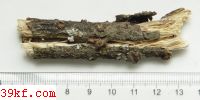  Encoelia fimbriata B. Spooner & Trigaux