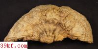  Rigidoporus hainanicus Zhao et Zhang