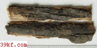  Pezicula cinnamomea (DC ex Fr.) Sacc.
