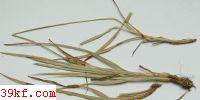  Melampsora occidentalis Jacks.