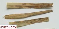  Melampsora medusae Thum.