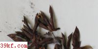  Thecaphora viciae-amoenae Harada
