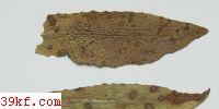  Puccinia calochorti Peck.
