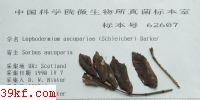  Lophodermium aucupariae (Schleicher) Darker