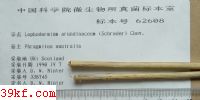  Lophodermium arundinaceum (Schrader) Chev.