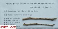  Hypoderma rubi (Pers.) DC ex Chev.