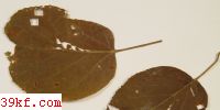  Pseudocercospora premnicola Guo & Liu