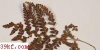  Cercospora arachniodis Guo & Liu sp. nov.