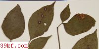  Cercospora hainanensis Guo & Liu sp. nov.