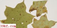 Cercospora alangii Guo