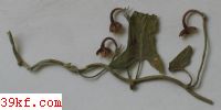  Thecaphora seminis-convolvulis (Desm.) Ito