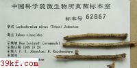  Lophodermium minus (Tehon) Johnston