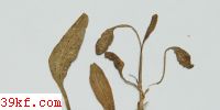  Puccinia cryptotaeniae Peck