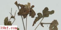  Puccinia gemella D. & H.