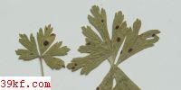  Argomyces parilis Arth.