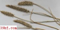  Sporisorium catharticum (R. Maire) K. Vanky