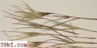  Sporisorium themedae-arguentis K. Vanky