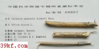  Calloria neglecta (Libert) Hein