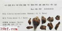  Ciboria bulgarioides (Rabenh.) H. O. Baral