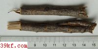 Pezicula sepium (Desm.) Dennis