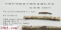  Calycina sutherbarum H. O. Baral