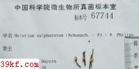  Helotium sulphuratum (Schumach. : Fr.) W. Philips