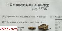  Byssonectria terrestris (Alb. & Schwein. : Fr.) Pfister