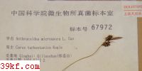  Anthracoidea microspora L. Guo