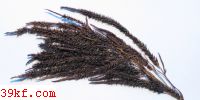  Anthracoidea altiphila Vanky & Piepenbring