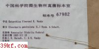  Entorrhiza finerani K. Vanky