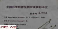  Moesziomyces eriocauli (G. P. Clinton) K. Vanky