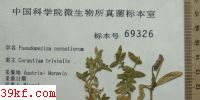  Pseudopeziza cerastiorum