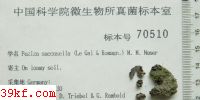  Peziza succosella (Le Gal & Romagn.) M. M. Moser