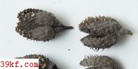  Hymenoscyphus fagineus (Pers. : Fr.) Dennis